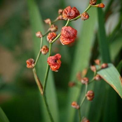 Crocosmia x crocosmiiflora 'Emily McKenzie'