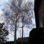 Betula pendula 'Laciniata' - 