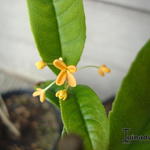 Osmanthus fragrans 'Yue yue hong' - 