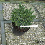 Picea omorika 'Pimoko' - 