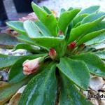 Lewisia tweedyi - 