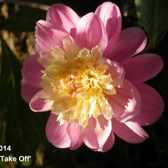 Dahlia 'Take Off'