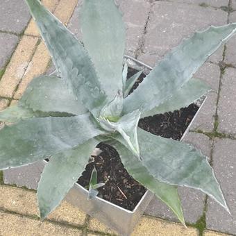 Agave montana