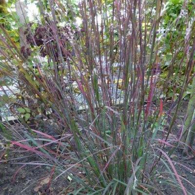 Schizachyrium scoparium 'Blue Heaven'