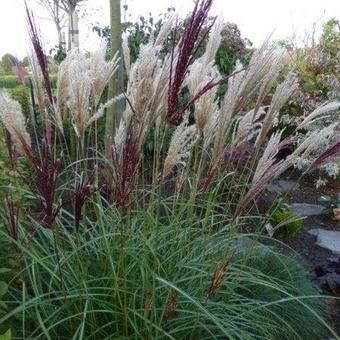 Miscanthus sinensis 'Red Chief'