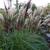 Miscanthus sinensis 'Red Chief'