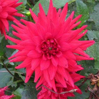 Dahlia 'Wittemans Best'