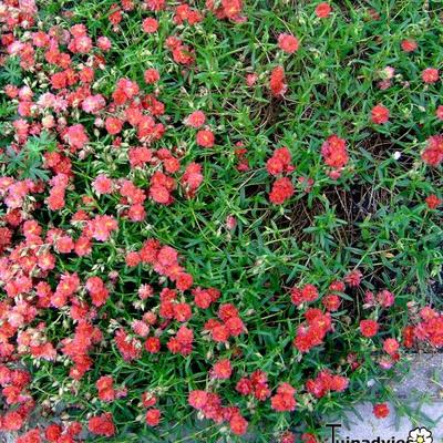 Helianthemum - 