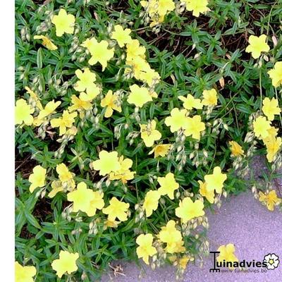 Helianthemum 'Golden Queen'