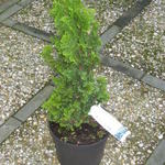 Thuja occidentalis 'Spiralis' - 