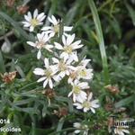 Symphyotrichum ericoides - Aster ericoides