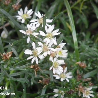 Aster ericoides