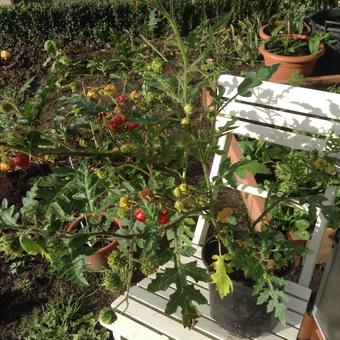 Solanum sisymbriifolium