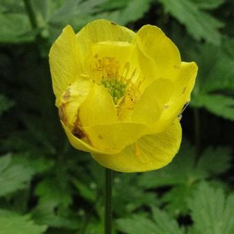 Trollius europaeus