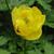 Trollius europaeus