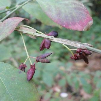 Euonymus alatus