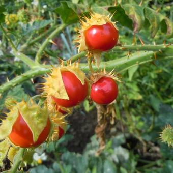 Solanum sisymbriifolium