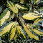 Elaeagnus  pungens  'Maculata' - 