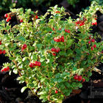 Vaccinium vitis-idaea 'Red Candy' - 