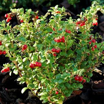 Vaccinium vitis-idaea 'Red Candy'