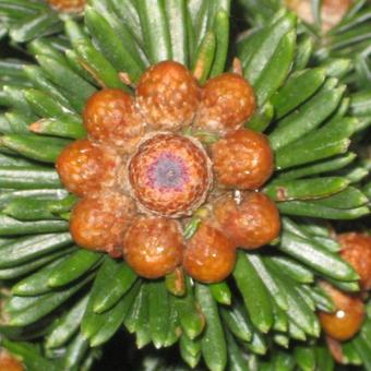 Abies lasiocarpa 'Toenisvorst'