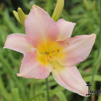 Hemerocallis 'Catherine Woodberry'