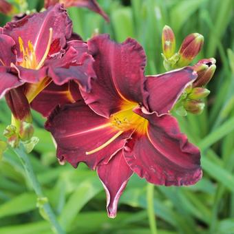 Hemerocallis 'Ed Murray'