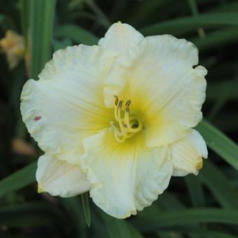 Hemerocallis 'Gentle Shepherd'