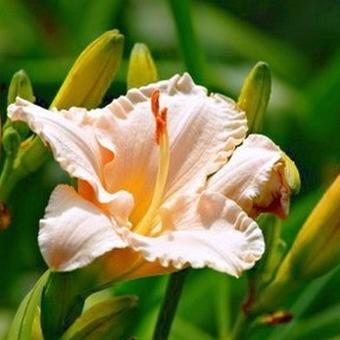 Hemerocallis 'Lullabay Baby'