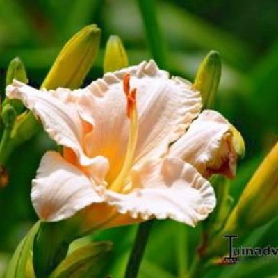 Hemerocallis 'Lullabay Baby' - 