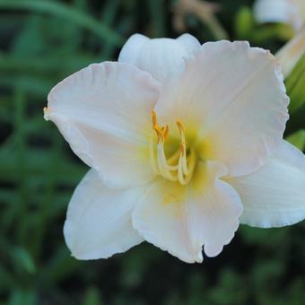 Hemerocallis 'Moon Madonna'