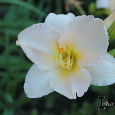 Hemerocallis 'Moon Madonna'  - 