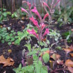 Agastache 'Raspberry SUMMER' - 