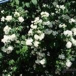 Philadelphus - Pfeifensträucher