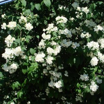 Philadelphus