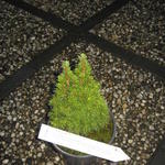 Picea glauca 'Laurin' - 