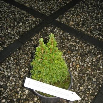 Picea glauca 'Laurin'