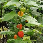 Physalis alkekengi var. franchetii