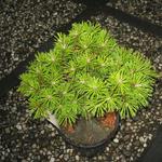 Pinus mugo 'Benjamin' - 