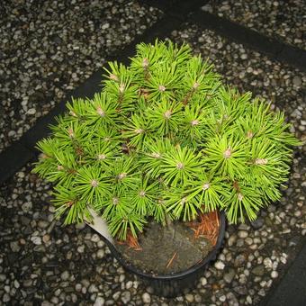 Pinus mugo 'Benjamin'