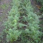 Daucus carota 'Nantes' - 