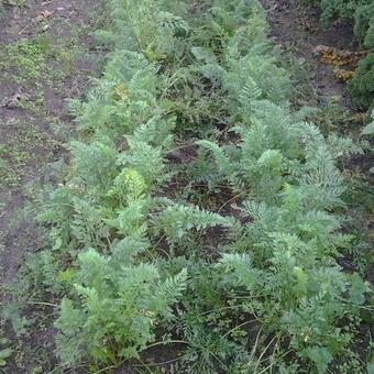 Daucus carota 'Nantes'