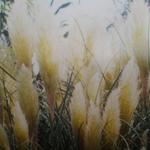 Cortaderia selloana  'Pumila' - Cortaderia selloana 'Pumila' - Cortaderia selloana  'Pumila'