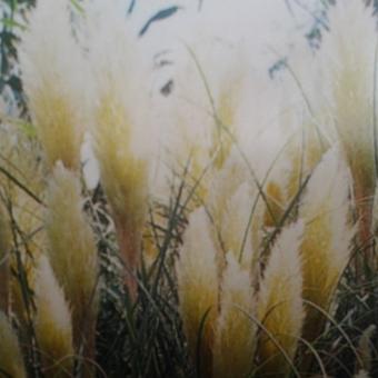 Cortaderia selloana  'Pumila'