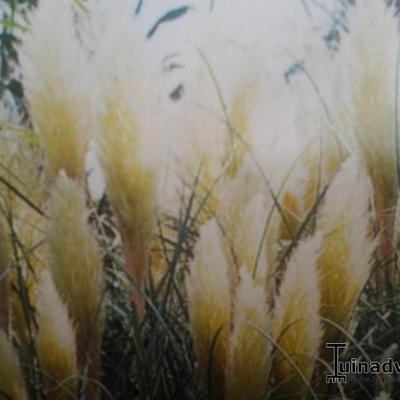 Cortaderia selloana  'Pumila' - Cortaderia selloana 'Pumila'