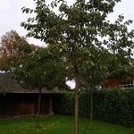 Prunus avium 'Hedelfinger Riesenkirsche' - 