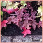 Heuchera 'Purple Petticoats' - 