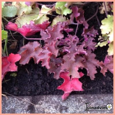 Heuchera 'Purple Petticoats' - Heuchera 'Purple Petticoats'