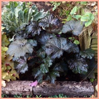 Heuchera micrantha 'Palace Purple'