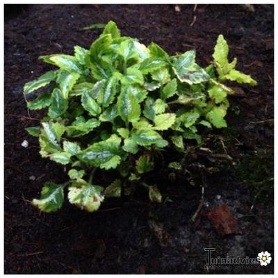 Lamium maculatum 'Anne Greenaway'